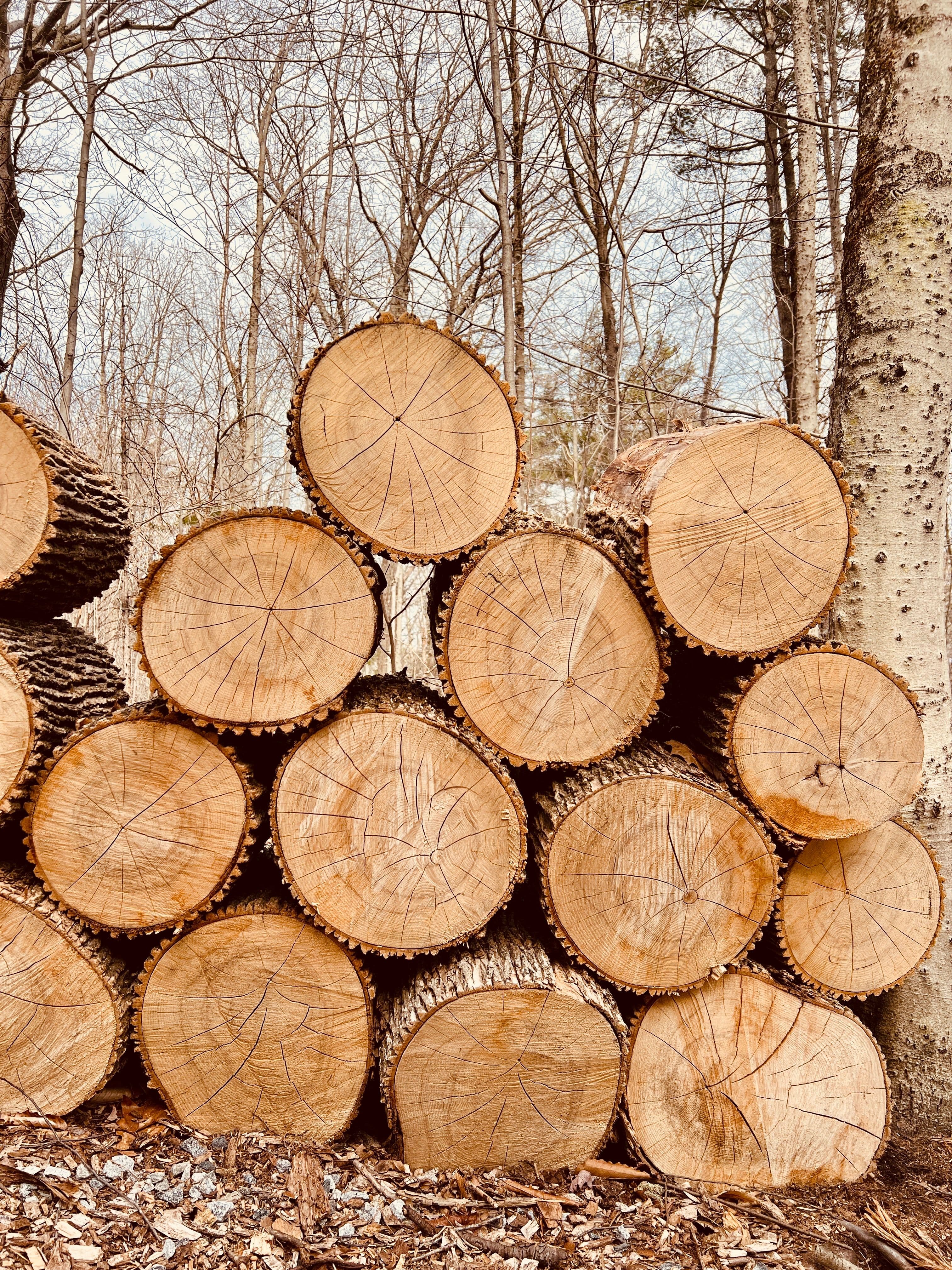 Troncos de madera vistos de frente